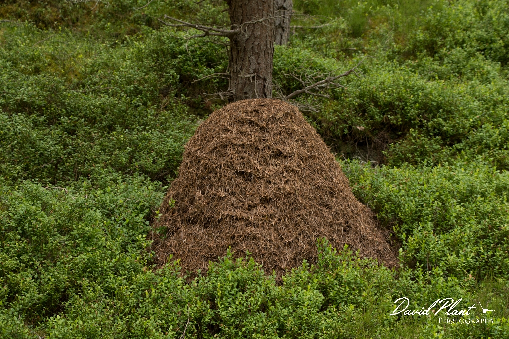 David Plant Photography - Wildlife Photography - Formica aquilonia - E.jpg - Scottish wood ant, Formica aquilonia - Highlands